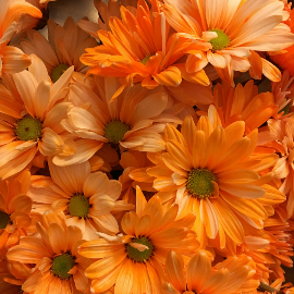 ALIENS EL REGRESO SERIE 9 FIGURA 18 CM JENETTE VASQUEZ