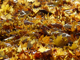 Alnatura Sirope de Arce Bio de Grado C, 375 ml