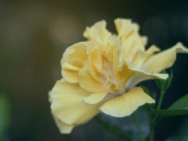 Brotes de Alfalfa 150g