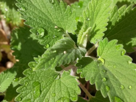 Catnip para gatos de efectos, usos y precauciones