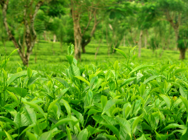 Consejos para viajar a Sri Lanka