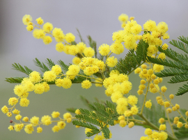 Corteza de Mimosa Hostilis: Los Secretos de una Planta Ancestral
