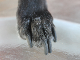 Cutex, quitaesmalte uñas, con acetona. Cutex ultra efectivo.