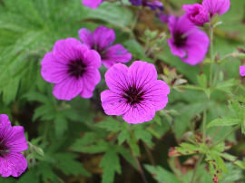 Geranio crispum Prince Rupert - Geranio limón