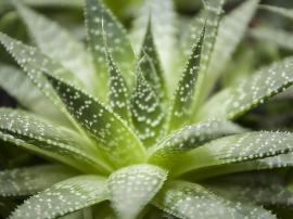 Haworthia: Descubre los diferentes tipos de estas plantas suculentas y su contribución a la sostenibilidad