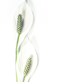 La pérgola blanca: Elegancia y Simplicidad