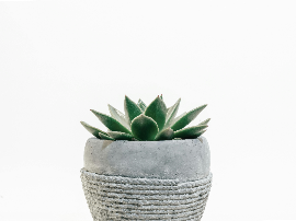 Reyes de Miguel, nuestra Julia Quinn española