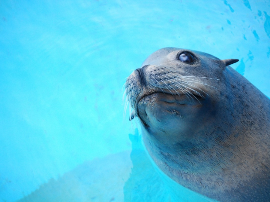 Underwater Sealant: Adiseal Seals in Water Instantly