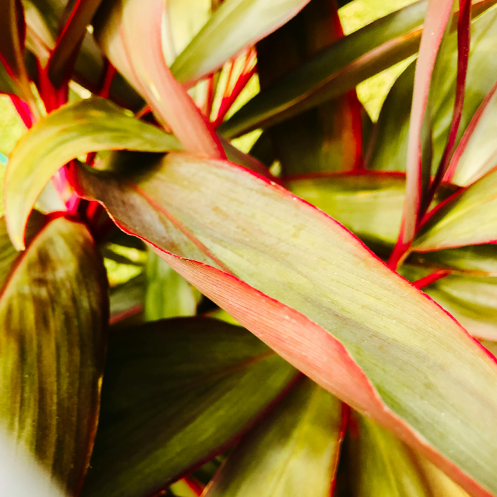 abadia de san quirce reserva 2018