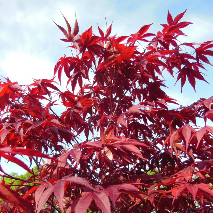 acer japones palmatum atropurpurea 9 cm