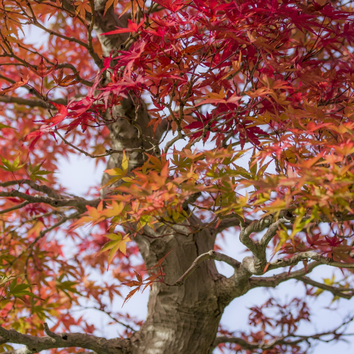 acer palmatum deshojo bonsai 7 anos arce japones palmeado