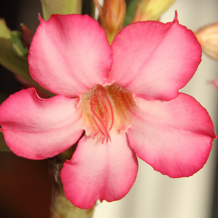 adenium granada