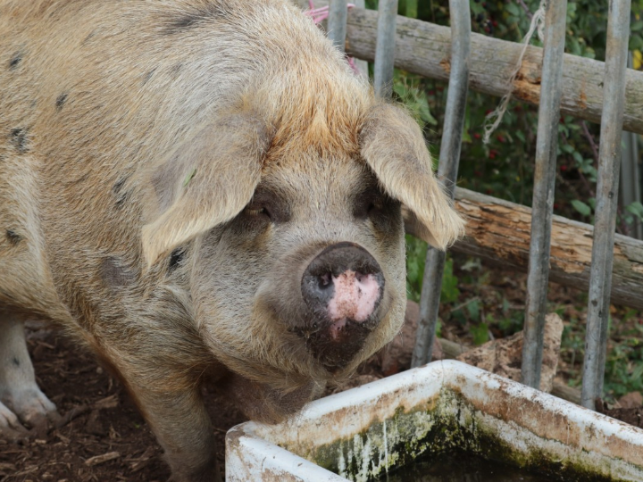 agricola animales en la granja edicion definitiva