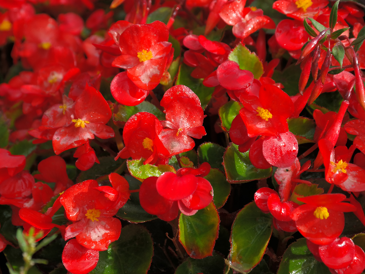 alquiler de villa begonia
