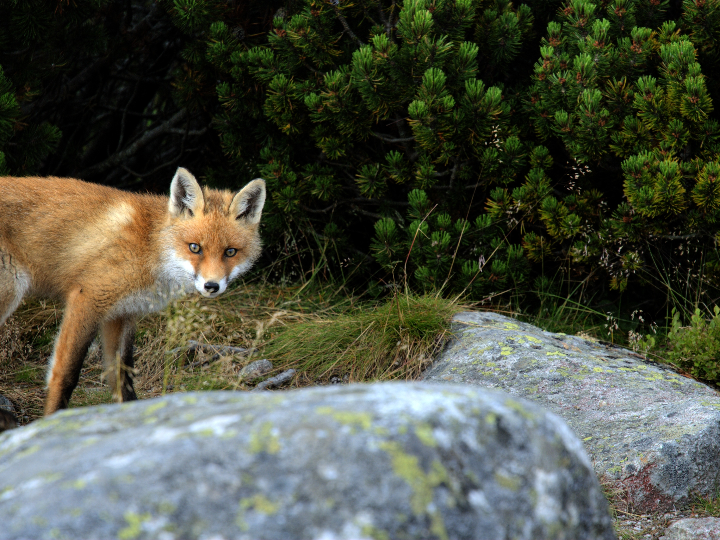 alto de los zorros autor 2017