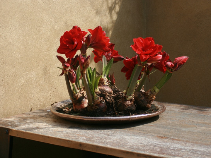 amarilis roja en maceta