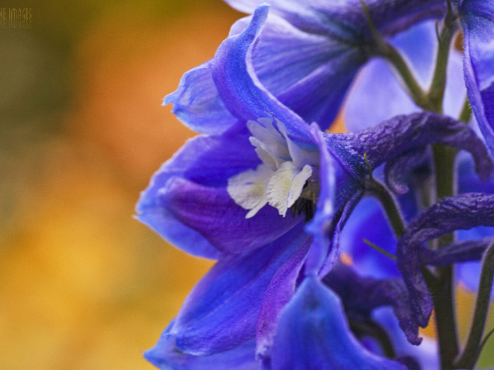 analisis de la motosierra husqvarna 120 mark ii caracteristicas opiniones y precio