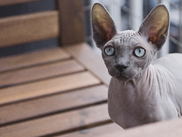 analisis del sujetador felina reductor 527 idescubre la elegancia y comodidad en tu lenceria