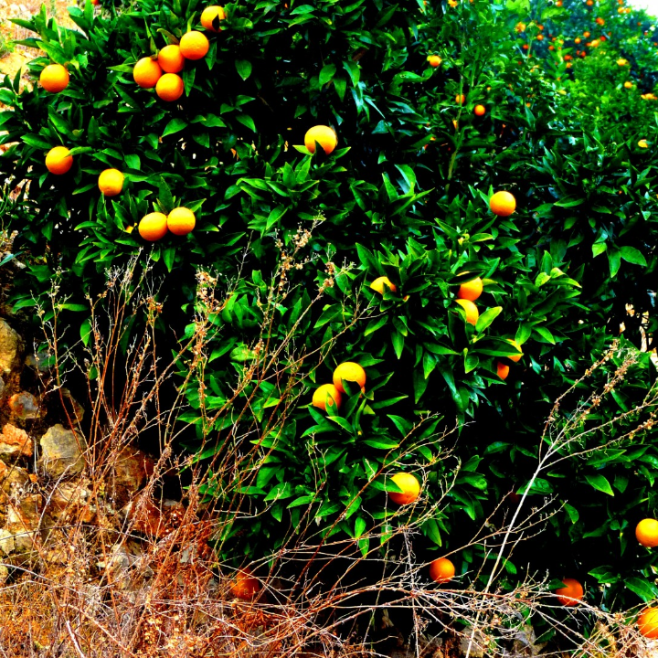 analisis detallado de la pulsera aitana idescubre como darle un toque de estilo a tus looks