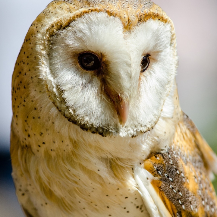 analisis detallado salewa rapace gtx la bota ideal para tus aventuras en la montana