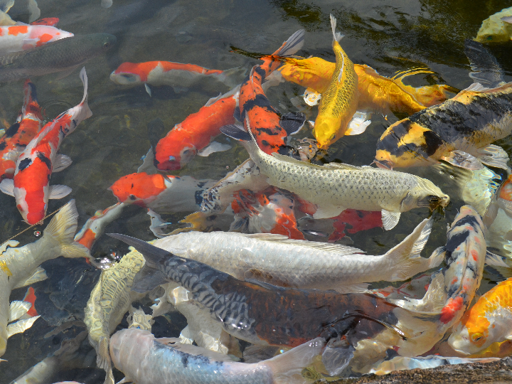 analisis y comparativa cual es el precio del pez koi en el mercado actual