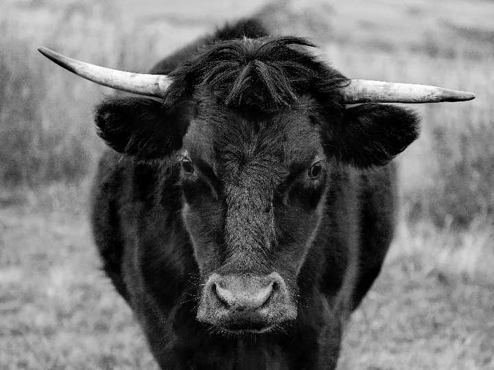 analisis y comparativa de black yak thebe la mejor opcion para tus deportes favoritos