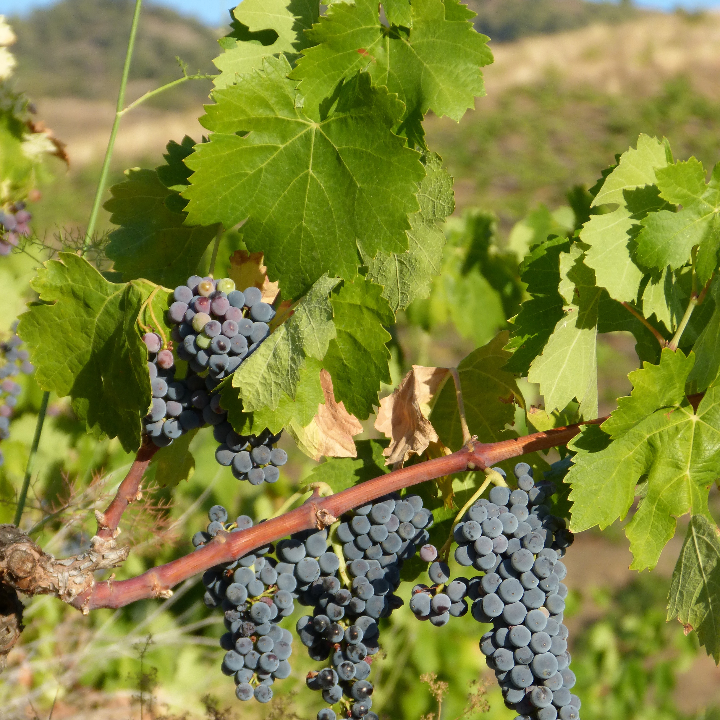 analisis y comparativa de los mejores vinos del priorat descubre la excelencia en cada copa