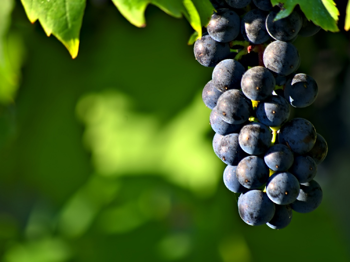 analisis y comparativa del mauro 2019 descubre el mejor vino de esta cosecha