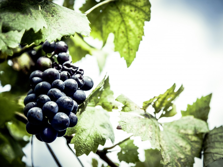 auto servicio san juan productos latinos en sevilla con fotos increibles