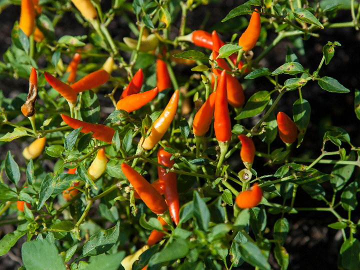 banera exenta rectangular mate color negro 170x75cm lemno dark