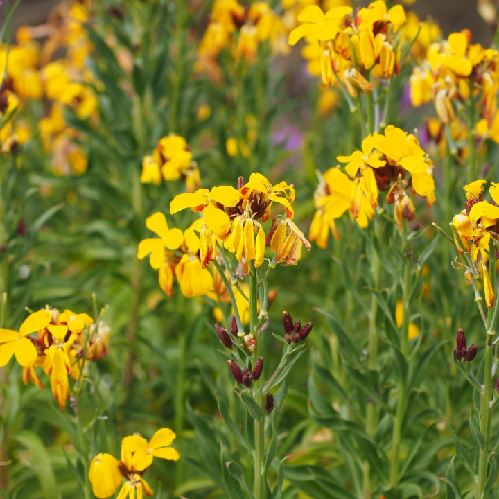 barniz sintetico titanlux barniz incoloro para madera