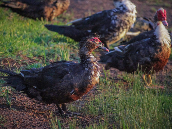 belcando lata pollo y pato con mijo y zanahoria