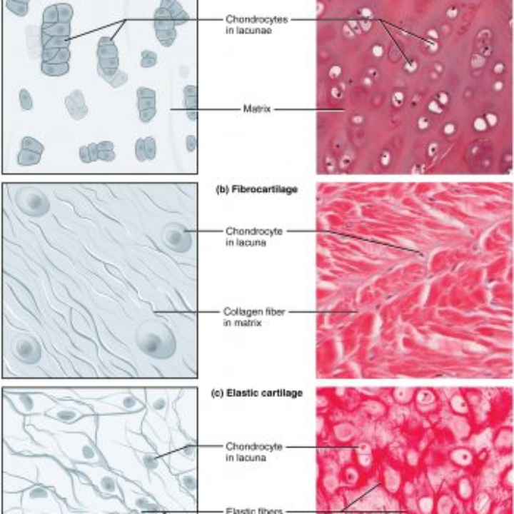 benefits of collagen for the nails