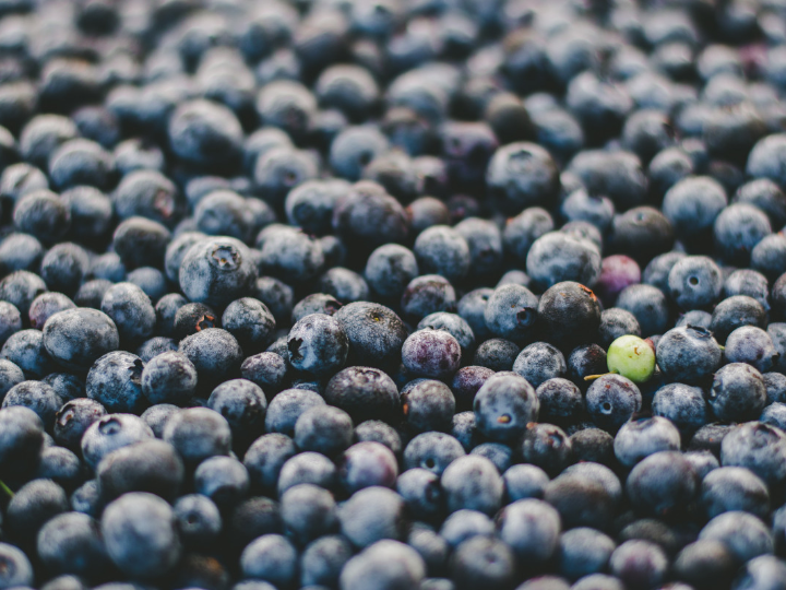 blueberries consulting reunira a la industria del arandano en marruecos