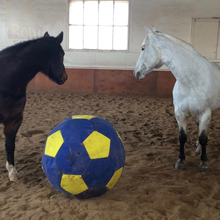 caballo de juguete analisis comparativa y ventajas en toys