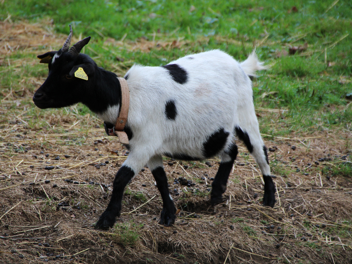cabras en las palmas guia de granjas y cuidados