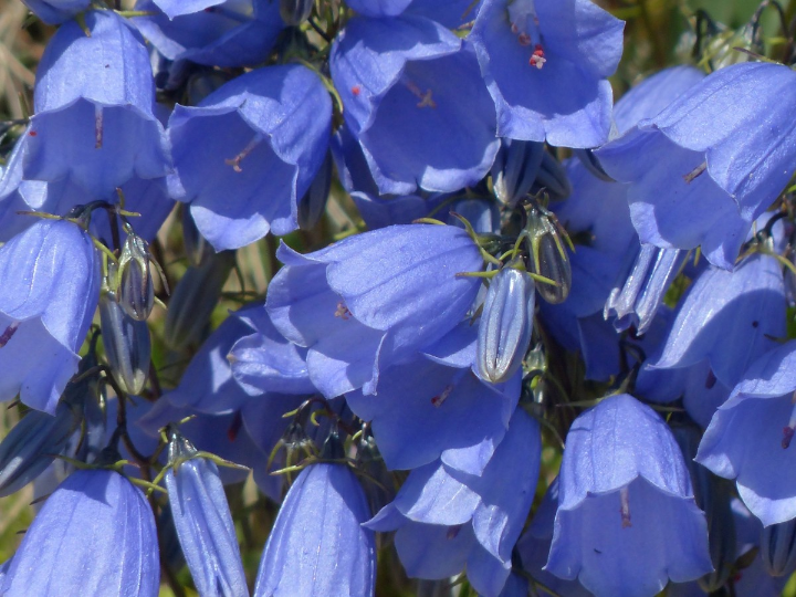 campanula de portenschlagiana porto 10 cm
