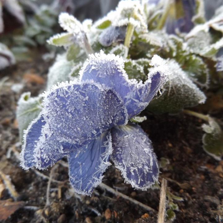 cartera frio insulina pequena negra