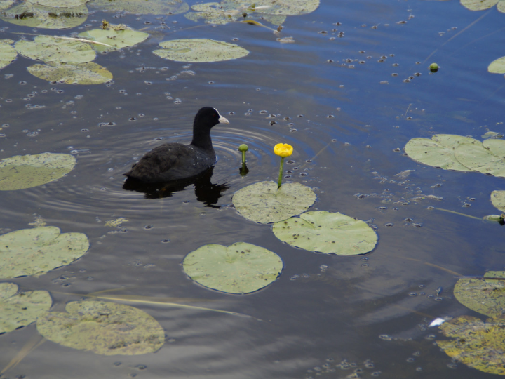 coco rallado eco granel