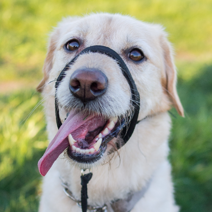 como calmar la epilepsia en un perro