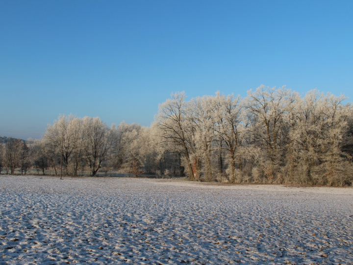como el tratamiento de invierno beneficia a tus arboles frutales