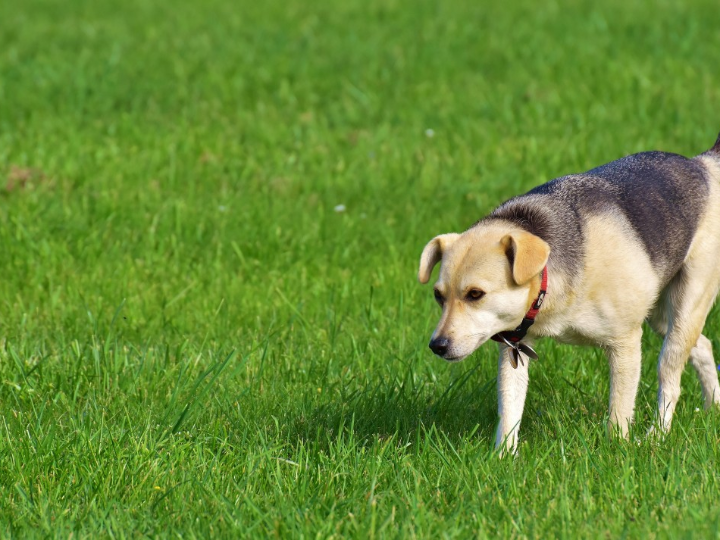 como salir a correr con tu perro