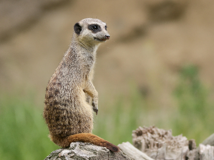 compra y venta de suricatos en milanuncios mascotas y agricultura