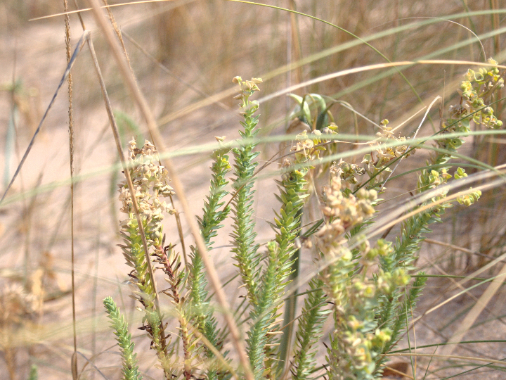 comprar plantas en cadiz