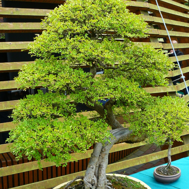 comprar un bonsai en barcelona