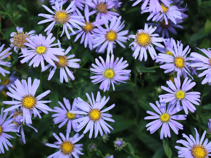 conjunto de 3 asters novae angliae grandes asters de otono