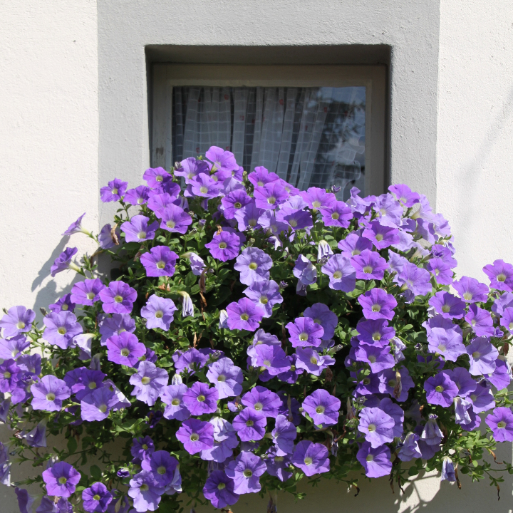 conjunto de nuestros 5 mejores petunias colgantes