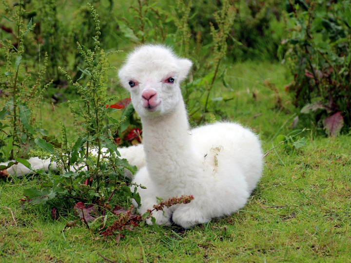 conoce la historia de paco canamero en wikipedia