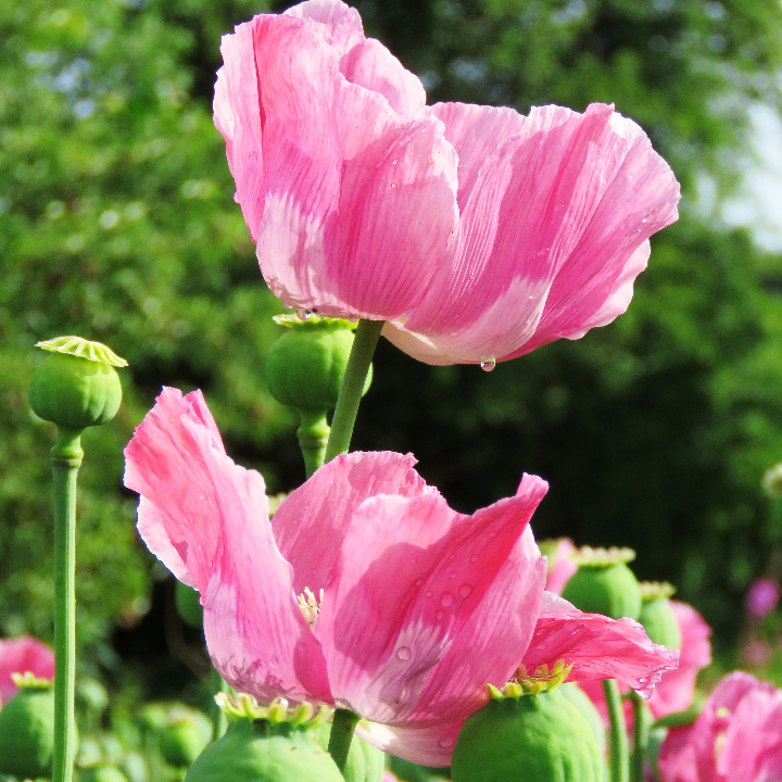 contraindicaciones de semillas de amapola idescubrelas