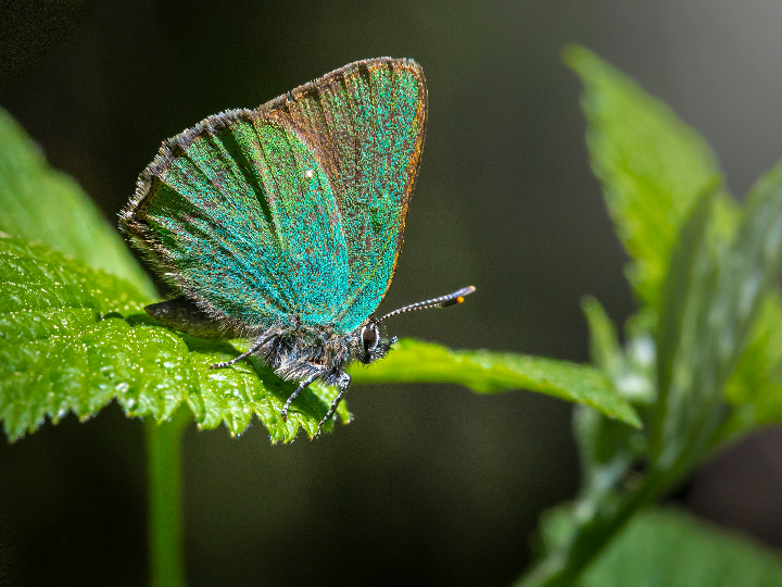 cortadora profesional rubi tp s